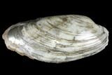 Polished Jurassic Bivalve (Cardinia) Fossil - England #177061-1